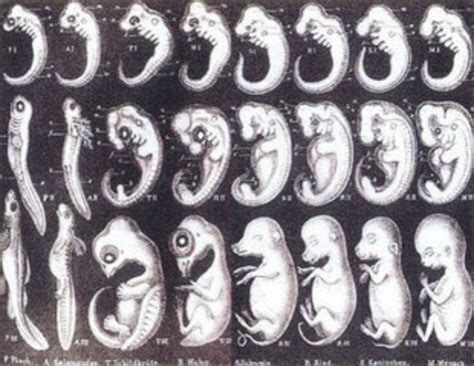 1966属什么 ru486胚胎排出長怎樣